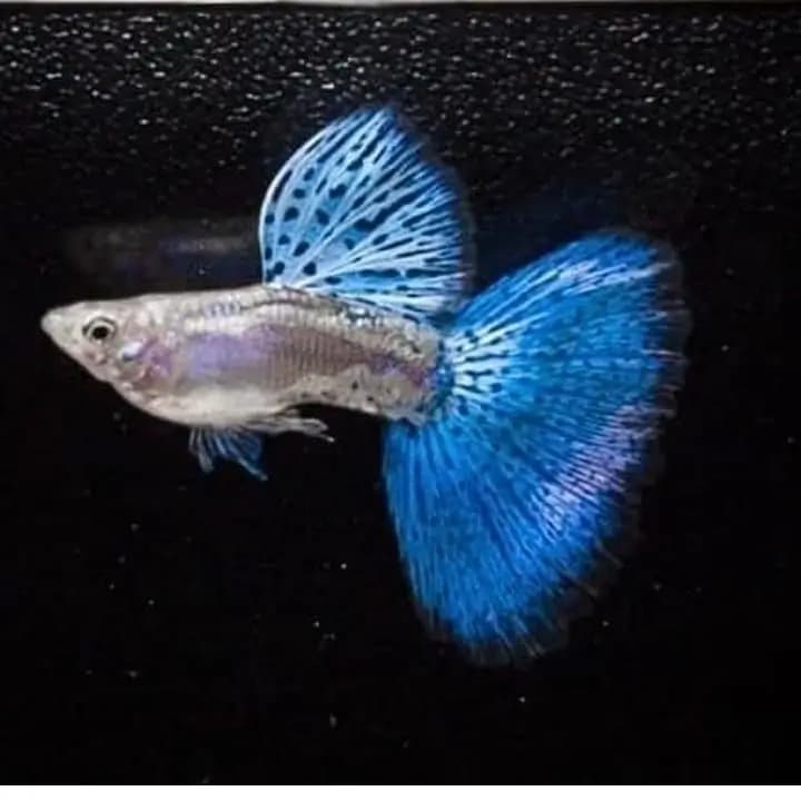 Macho de guppy Blue Glass, corpo prateado e cauda azul salpicada
