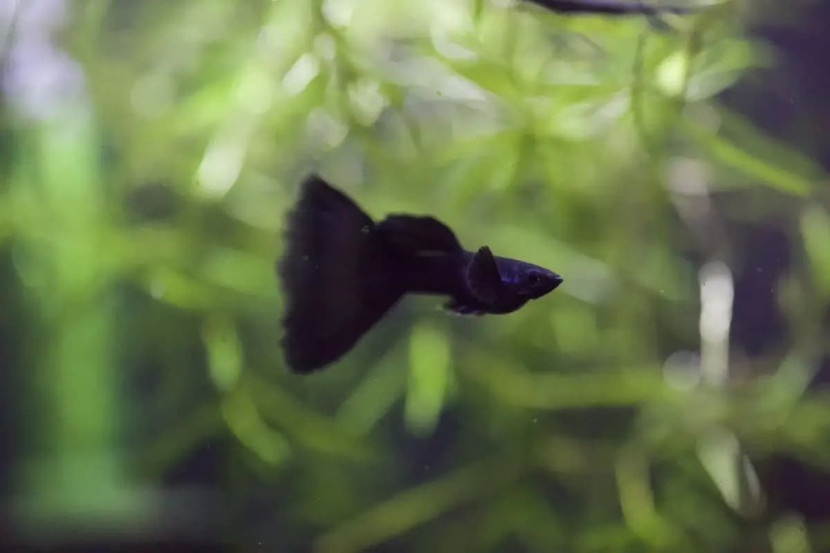 Macho de guppy Full Black, preto, em aquário plantado