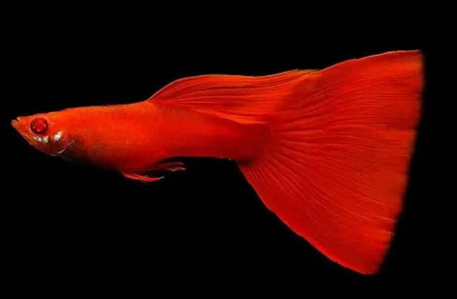 Macho de guppy Full Red, corpo e cauda inteiramente vermelhos