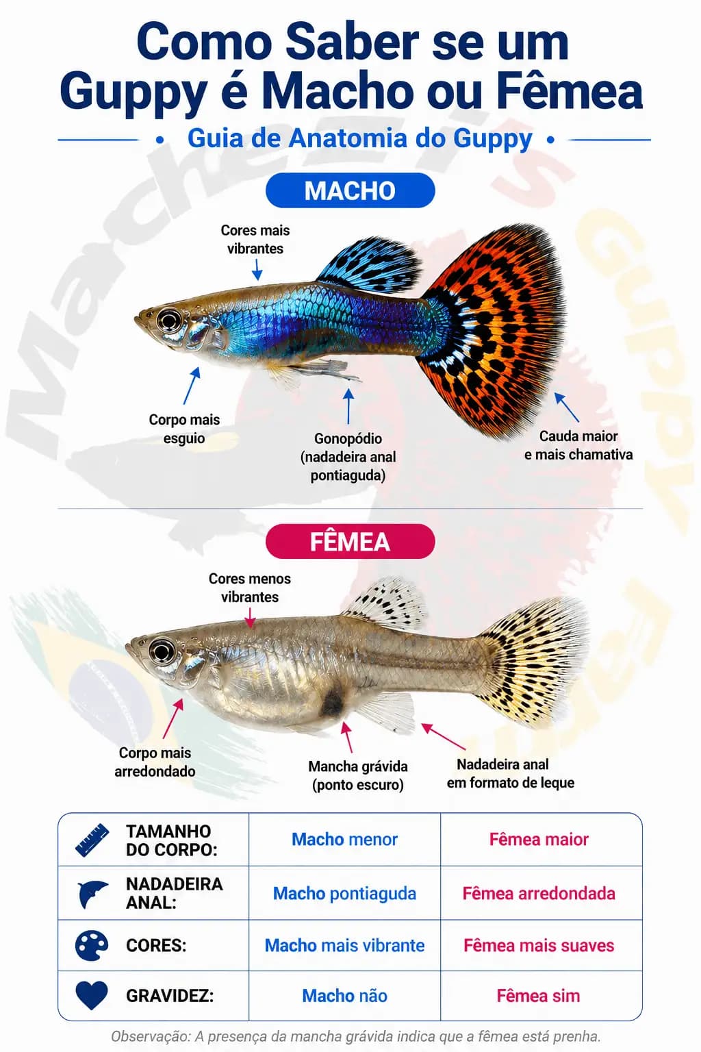 Infográfico da Marchezi Guppy Farm comparando macho e fêmea de guppy: gonopódio e cauda maior no macho, corpo arredondado e mancha gravídica na fêmea