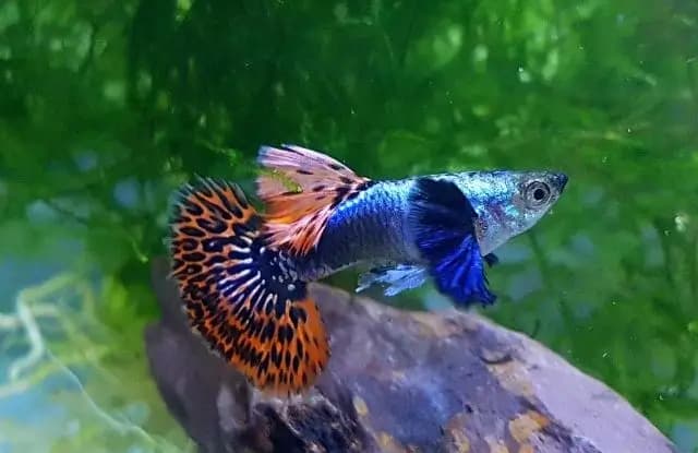 Macho de guppy Mosaic Big Ear, cauda laranja em mosaico e nadadeiras peitorais grandes