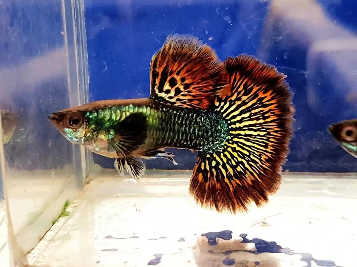 Macho de guppy Red Dragon, corpo esverdeado e cauda laranja com padrão leopardo