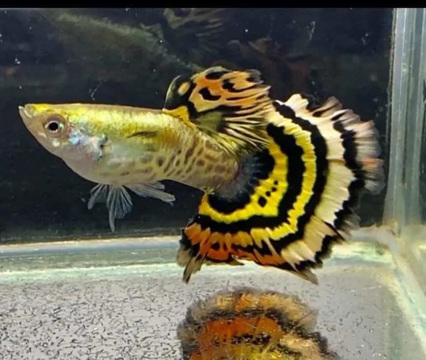 Macho de guppy Tiger, cauda com anéis concêntricos pretos e amarelos