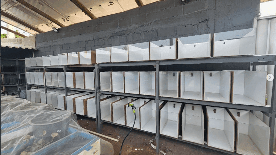 Estufa nova com prateleiras de tanques para a criação de guppies de linhagem