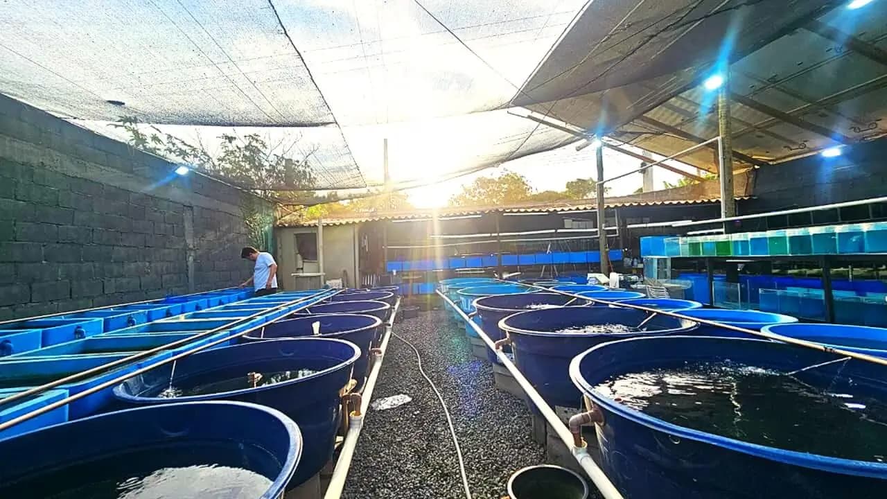 Estufa da Marchezi Guppy Farm em Guarapari ao fim da tarde