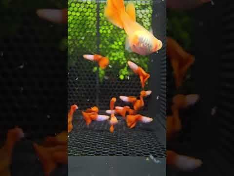 Guppy Albino Red Silverado (Linhagem Selecionada)