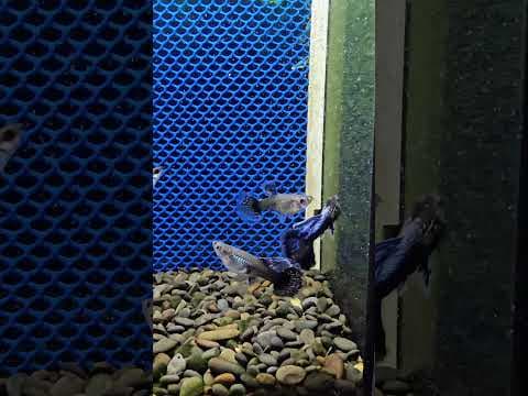 Guppy Blue Dragon Half Moon (Linhagem Selecionada)
