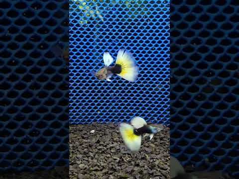 Guppy Half Black Yellow — Linhagem Premium