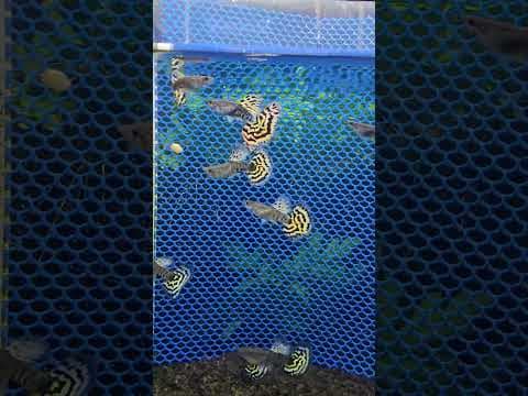 Guppy Tiger Leopard Halfmoon (Linhagem Selecionada)
