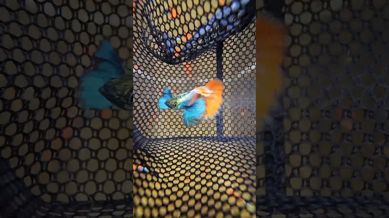 Guppy Red Spanish Big Ear — Nadadeiras Azuis Claras