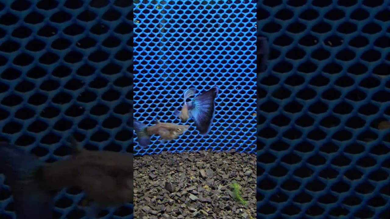 Guppy Japan Blue Blue Tail - Linhagem Pura