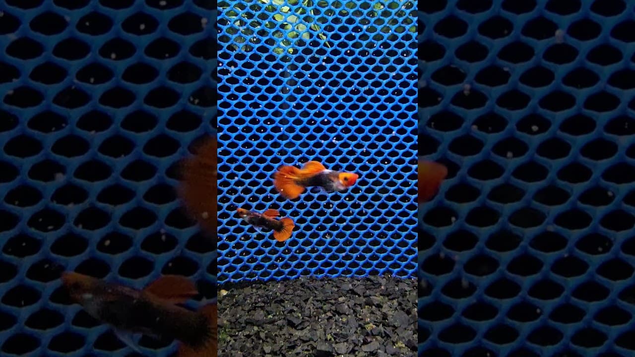 Guppy Koi Tuxedo — Trio Linhagem Premium