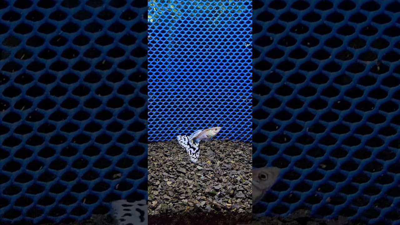 Guppy Platinum White Mosaic Delta — Linhagem Premium