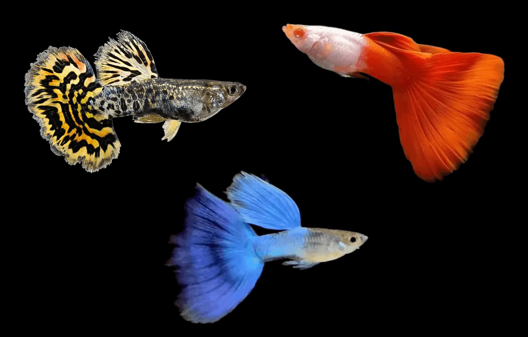 Guppy de linhagem em destaque