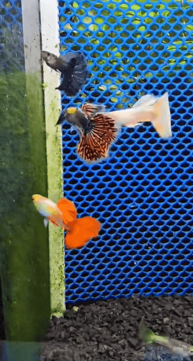 Kit Guppy Pet Premium — 8 Machos e 2 Fêmeas