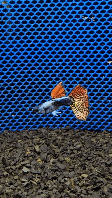 Guppy Old Dragon Delta — Linhagem Premium