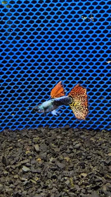 Guppy Old Dragon Delta — Linhagem Premium